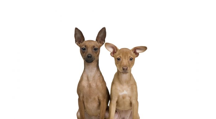 Miniature pinscher