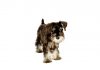Miniature schnauzer
