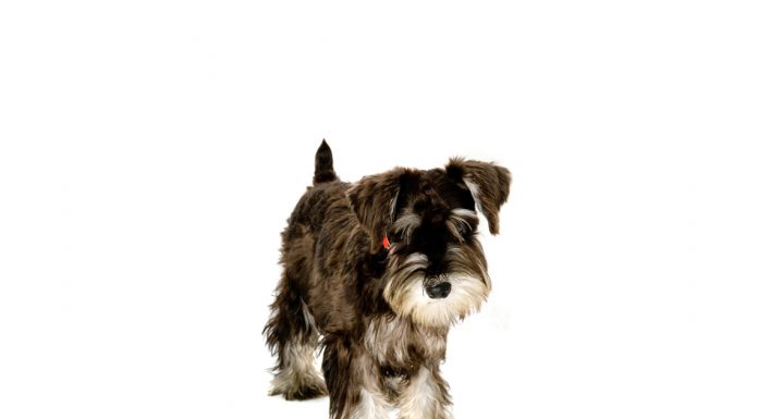 Miniature schnauzer
