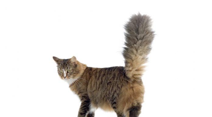 Norwegian forest cat