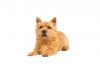 Norwich terrier
