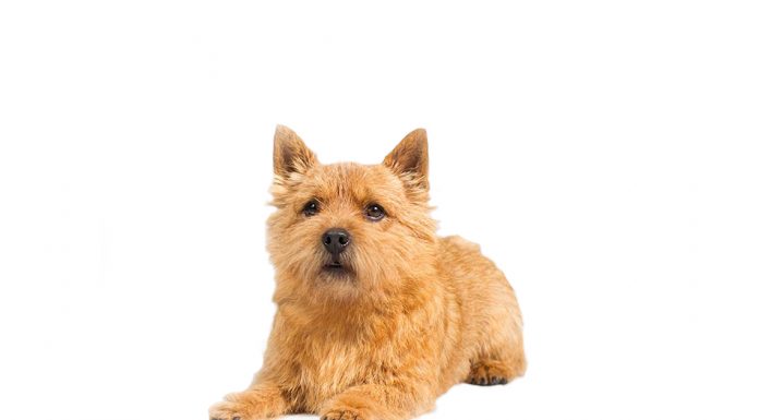 Norwich terrier