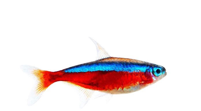 Paracheirodon axelrodi