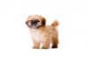 Pekingese
