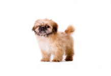 Pekingese