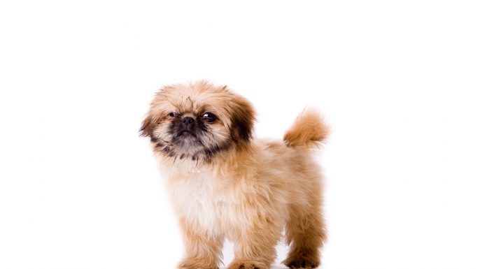 Pekingese