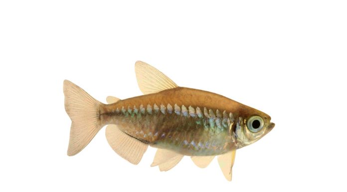 Phenacogrammus interruptus