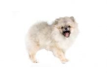 Pomeranian