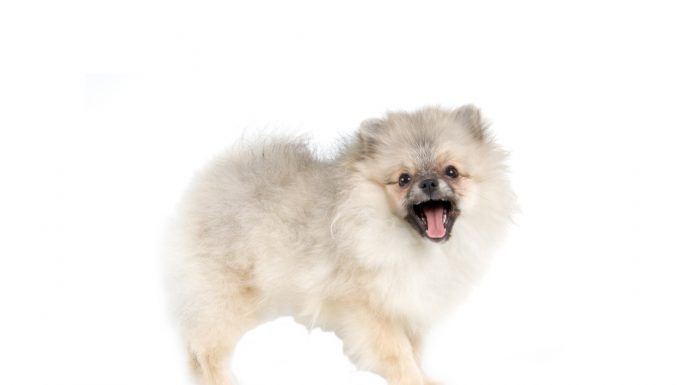 Pomeranian