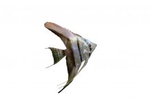 Pterophyllum scalare
