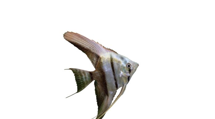 Pterophyllum scalare