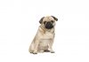 Pug