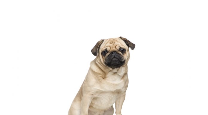 Pug