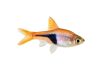 Rasbora Heteromorpha