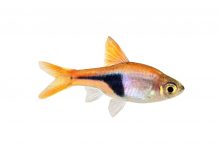 Rasbora Heteromorpha