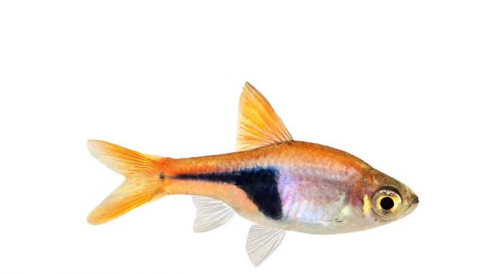 Rasbora Heteromorpha