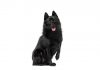 Schipperke