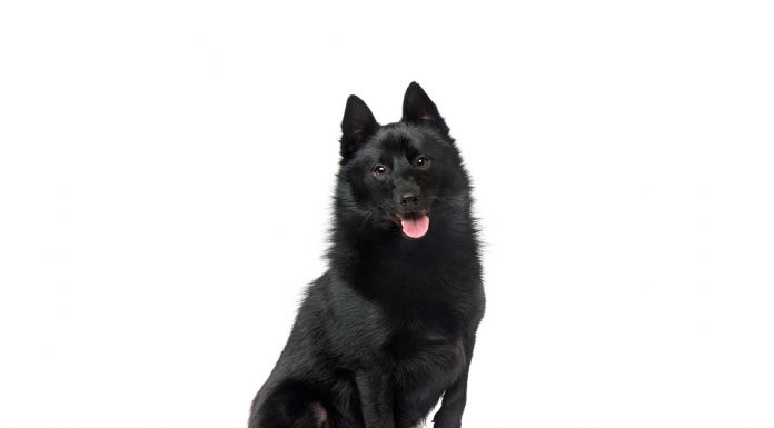 Schipperke