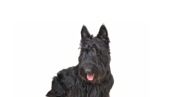 Scottish terrier