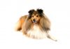 Shetland sheepdog