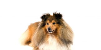 Shetland sheepdog