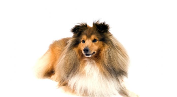 Shetland sheepdog