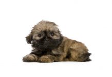 Shih tzu