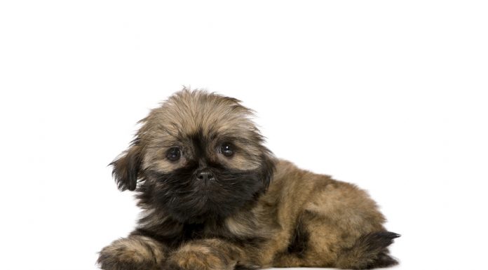 Shih tzu