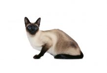 Siamese