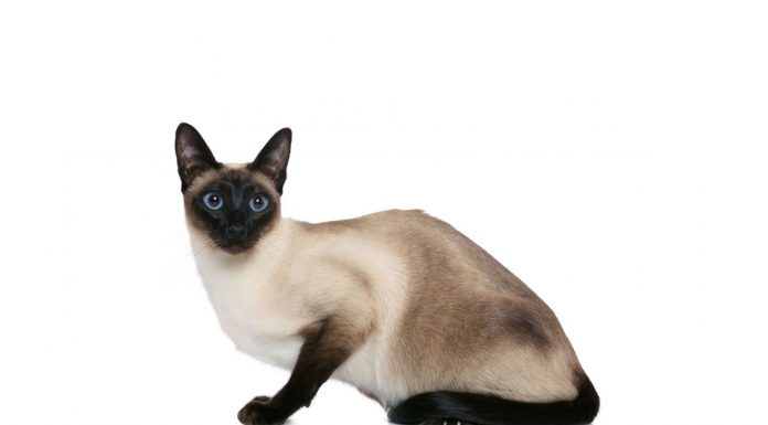 Siamese
