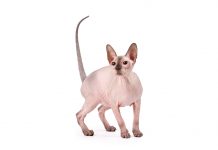 Sphynx