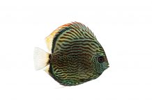 Symphysodon discus