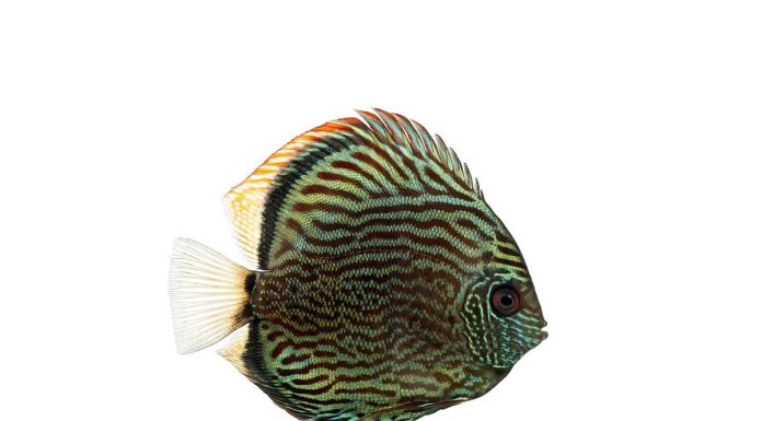 Symphysodon discus