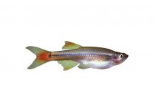 Tanichthys albonubes