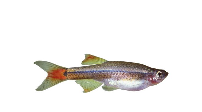 Tanichthys albonubes