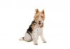 Wire fox terrier