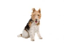 Wire fox terrier