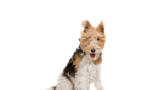 Wire fox terrier