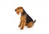 Welsh terrier