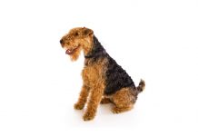 Welsh terrier