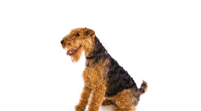 Welsh terrier