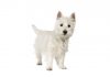 West highland white terrier