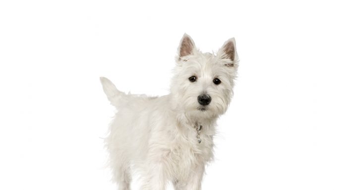 West highland white terrier