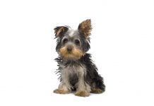 Yorkshire terrier