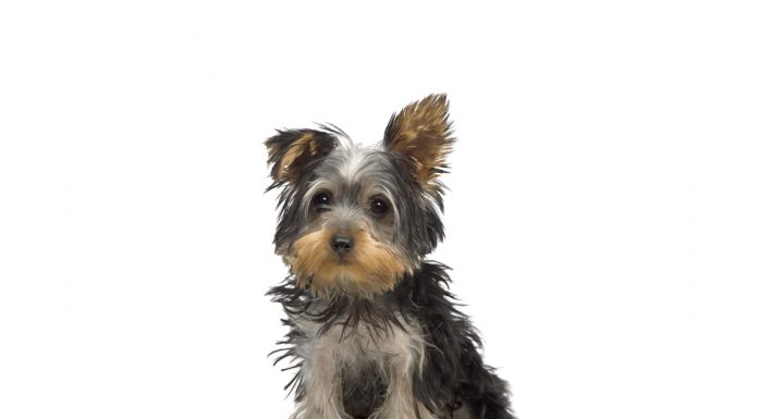 Yorkshire terrier