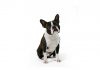 Boston terrier