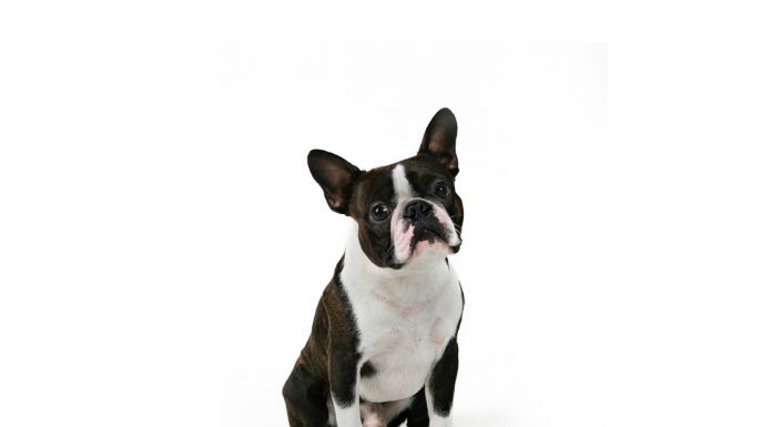 Boston terrier