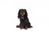 English toy spaniel