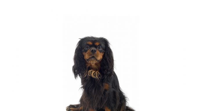 English toy spaniel