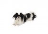Japanese chin